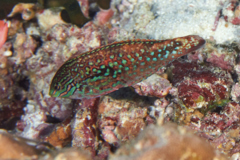 Wrasse - Rare Wrasse - Macropharyngodon bipartitus bipartitus