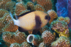 Damselfish - Cloudy Dascyllus - Dascyllus carneus