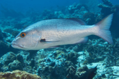 Snappers - Twinspot Snapper - Lutjanus bohar