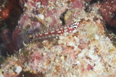 Perches - Maldives Triplefin - Helcogramma maldivensis