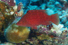 Wrasse - Snooty Wrasse - Cheilinus oxycephalus