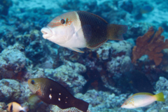 Wrasse - Blackedge Thicklip Wrasse - Hemigymnus melapterus