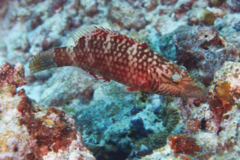 Wrasse - Cheek-lined Splendour Wrasse - Cheilinus digrammus