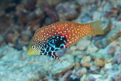 Wrasse - Rare Wrasse - Macropharyngodon bipartitus bipartitus