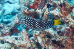 Wrasse - Yellowtail Wrasse - Anampses meleagrides