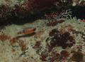 Cardinalfish - Belted Cardinalfish - Apogon townsendi