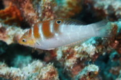 Wrasse - Variegated Wrasse - Coris batuensis