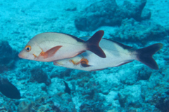 Snappers - Humpback Snapper - Lutjanus gibbus