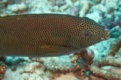 Rabbitfish - Stellate Rabbitfish - Siganus stellatus