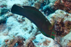 Wrasse - African Sand Wrasse - Coris cuvieri