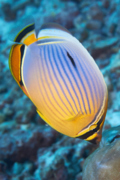 Butterflyfish - Melon butterflyfish - Chaetodon trifasciatus