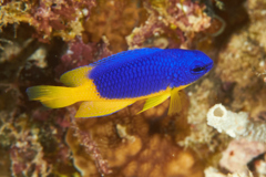 Damselfish - Caerulean damsel - Pomacentrus caeruleus