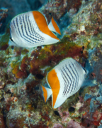 Butterflyfish - Seychelles Butterflyfish - Chaetodon madagaskariensis