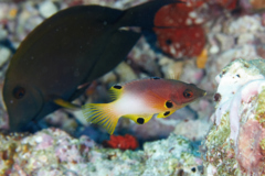 Hogfish - Axilspot Hogfish - Bodianus axillaris