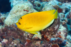 Angelfish - Threespot Angelfish - Apolemichthys trimaculatus