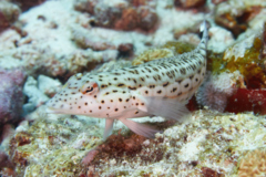 Sandperches - Speckled Sandperch - Parapercis hexophthalma