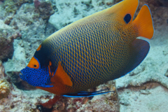 Angelfish - Blue-faced Angelfish - Pomacanthus xanthometopon