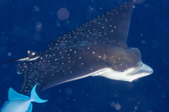 Stingrays - Spotted Eagle Ray - Aetobatus narinari