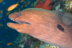 Moray - Giant Moray - Gymnothorax javanicus