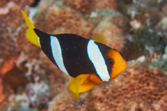 Damselfish - Clark's Anemonefish - Amphiprion clarkii