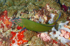 Wrasse - Crescent Wrasse - Thalassoma lunare