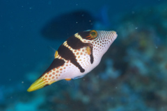 Pufferfish - Blacksaddled Toby - Canthigaster valentini