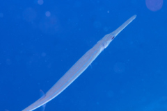 Trumpetfish - Golden Trumpetfish - Aulostomus chinensis