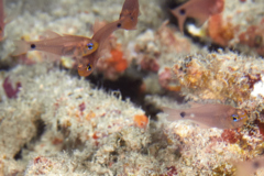 Cardinalfish - Narrow-lined Cardinalfish - Taeniamia fucata