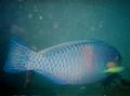 Parrotfish - Bicolour Parrotfish - Cetoscarus bicolor