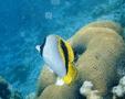 Butterflyfish - Lined Butterflyfish - Chaetodon lineolatus