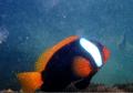 Damselfish - Dusky Anemonefish - Amphiprion melanopus