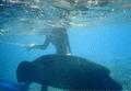 Wrasse - Humphead Wrasse - Cheilinus undulatus