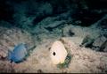 Surgeonfish - Blue Tang - Acanthurus coeruleus