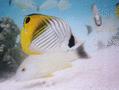 Butterflyfish - Threadfin Butterflyfish - Chaetodon auriga