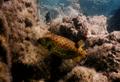 Trunkfish - Yellow Boxfish - Ostracion cubicus