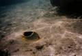 Butterflyfish - Saddled Butterflyfish - Chaetodon ephippium