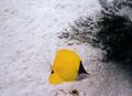 Butterflyfish - Big Longnose Butterflyfish - Forcipiger longirostris