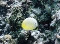 Butterflyfish - Exquisite Butterflyfish - Chaetodon austriacus