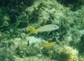 Goatfish - Yellow Goatfish - Mulloidichthys martinicus