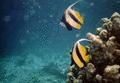 Butterflyfish - Red Sea Bannerfish - Heniochus intermedius