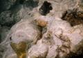 Damselfish - Jewel Damselfish - Plectroglyphidodon lacrymatus