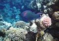 Parrotfish - Swarthy Parrotfish - Scarus niger