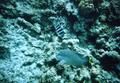 Damselfish - Scissortail Damselfish - Abudefduf sexfasciatus