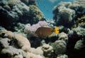 Triggerfish - Orange-striped Triggerfish - Balistapus undulatus