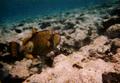 Triggerfish - Titan Triggerfish - Balistoides viridescens