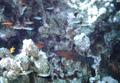 Groupers - Coral Grouper - Cephalopholis miniata