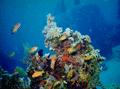 Basslets - Sea Goldie(Jewel Fairy Basslet,Scalefin Anthias) - Pseudanthias squamipinnis