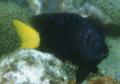 Damselfish - Yellowtail Damselfish - Microspathodon chrysurus