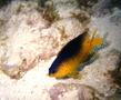 Damselfish - Beaugregory Damselfish - Stegastes leucostictus