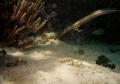 Trumpetfish - Trumpetfish - Aulostomus maculatus